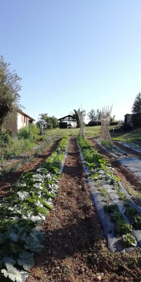 Podere Baloo Suvereto Buitenkant foto
