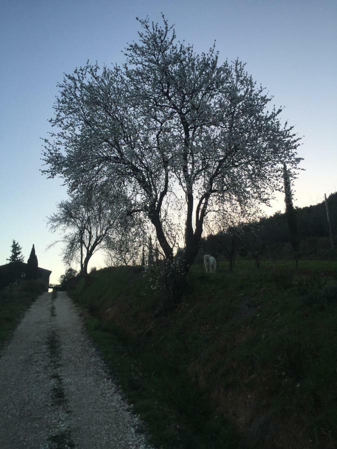 Podere Baloo Suvereto Buitenkant foto