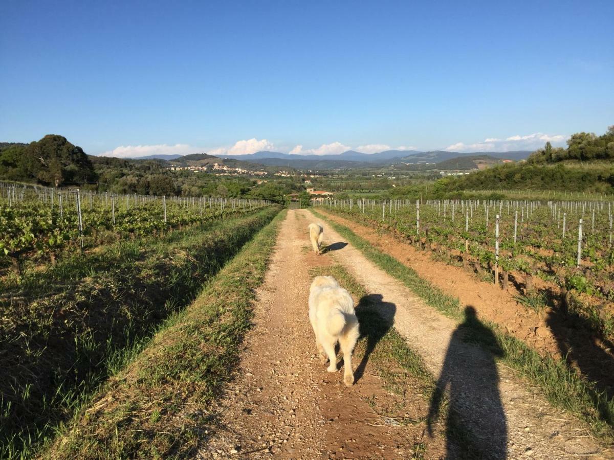 Podere Baloo Suvereto Buitenkant foto