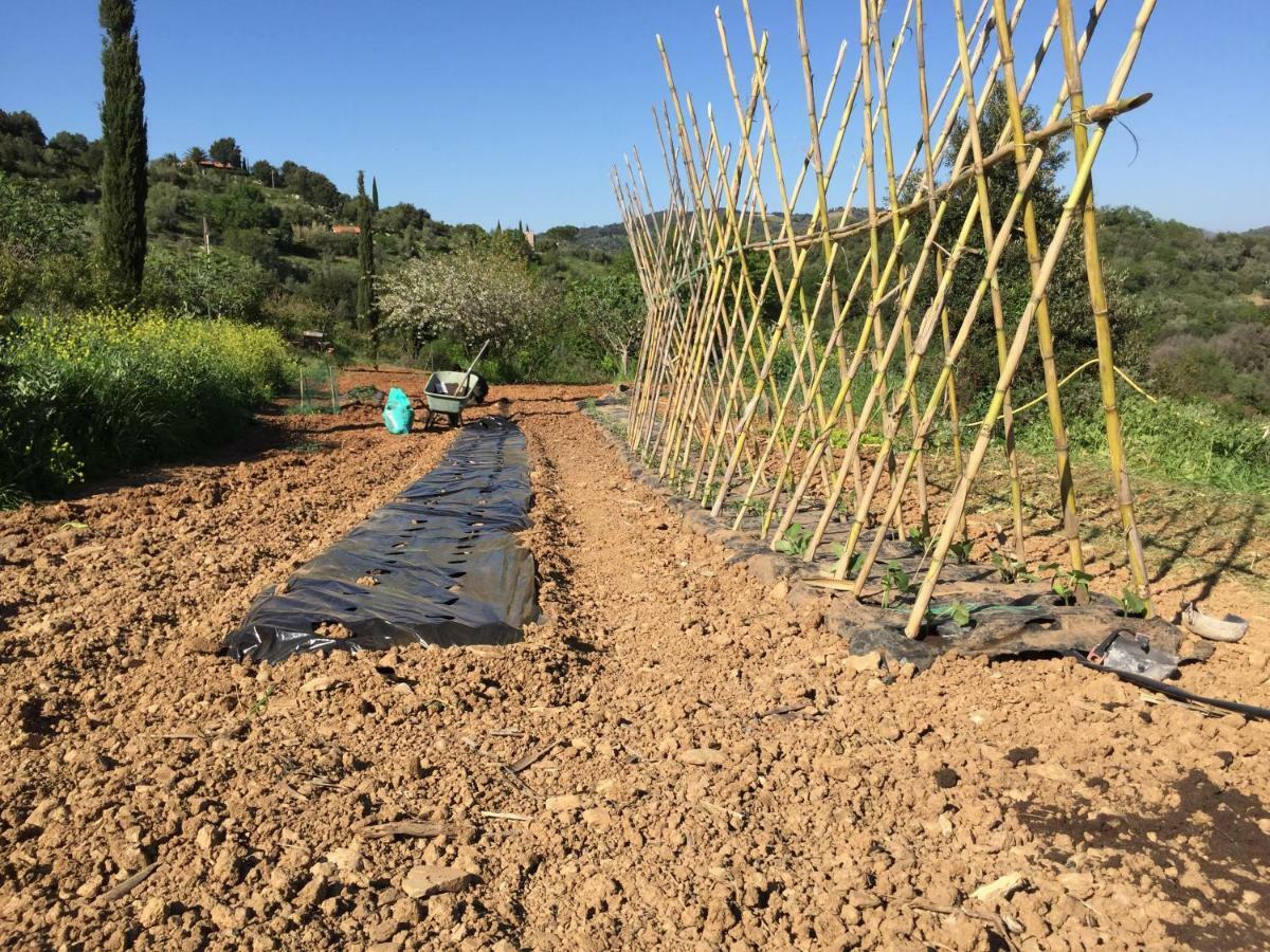 Podere Baloo Suvereto Buitenkant foto