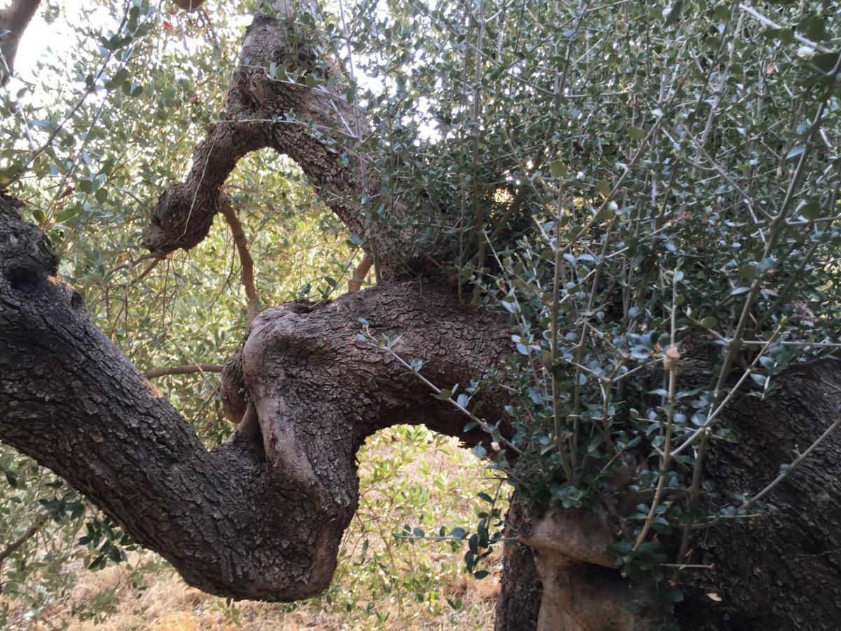 Podere Baloo Suvereto Buitenkant foto